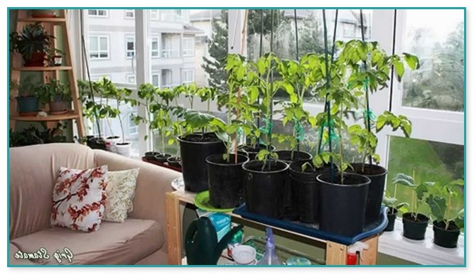 Indoor Gardens For Apartments