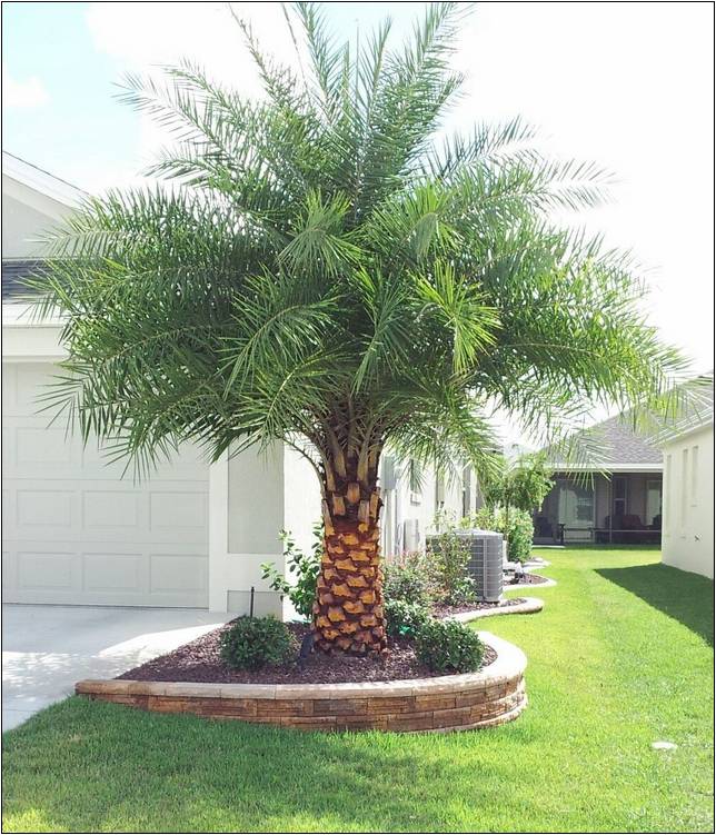 Landscape Palm Trees For Sale