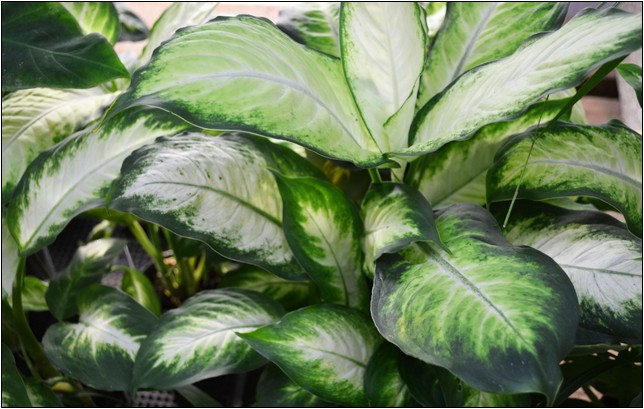Large Green Leaved House Plants