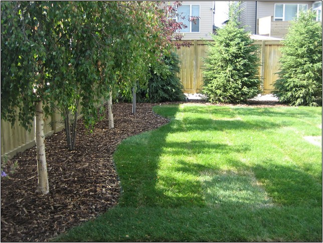 Small Evergreen Trees For Landscaping Australia
