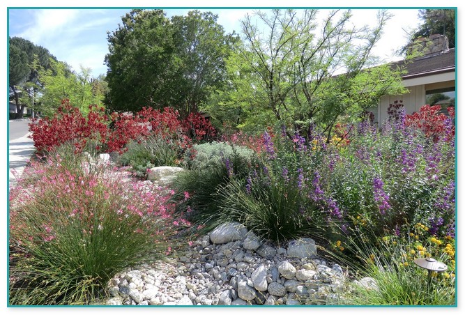 Southern California Native Plants Landscaping