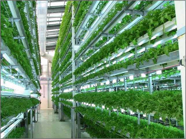 The Best Hydroponic System For Cannabis