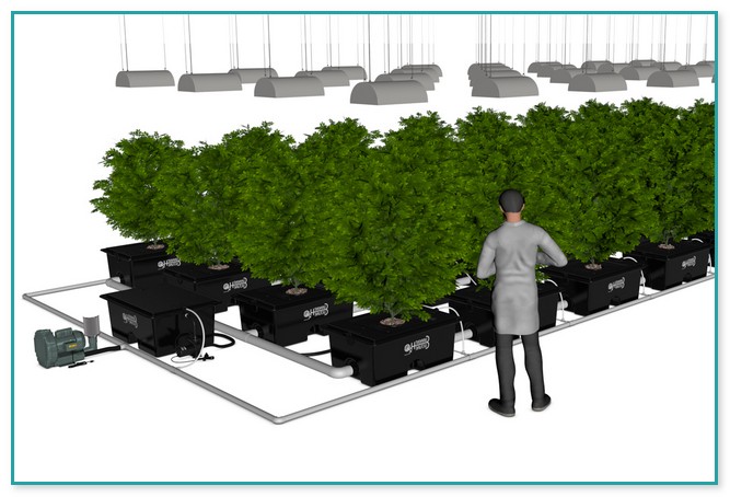 The Best Hydroponic System