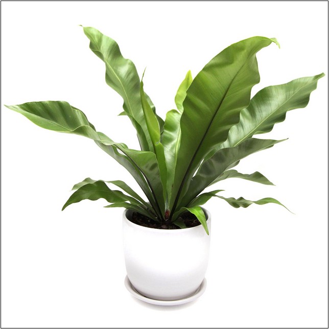 Tropical House Plants For Sale Online