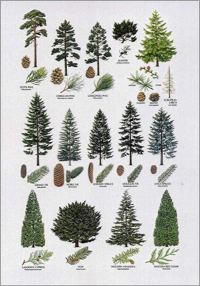 Types Of Fir Trees For Landscaping
