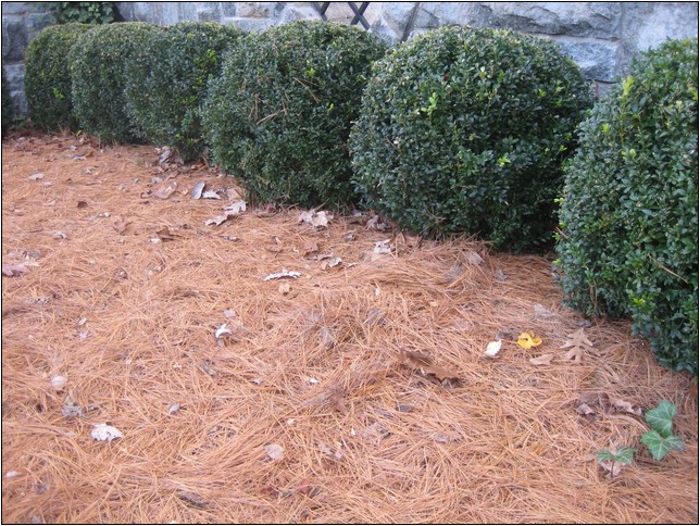Types Of Organic Mulch For Landscaping